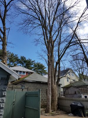 Excellent tree trimming in Jamaica Plain. Thanks Mal's!