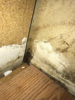 Mold under kitchen cabinet after flood