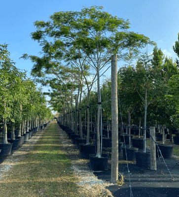 Albizia niopoides, Silk Tree