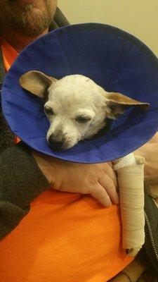 Tiny has a cracked bone :(