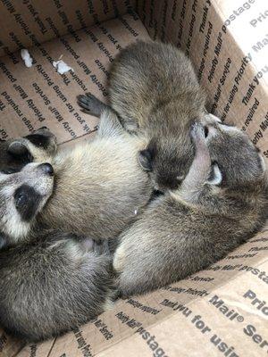 A saved raccoon family to be relocated!