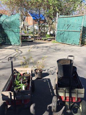 Flowers for a monarch station, two blueberry bushes, and dirt!