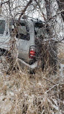 Tree vs car