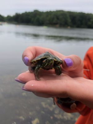 Hello baby turtle!