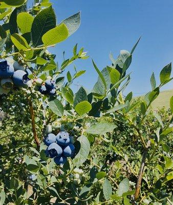 We have large blueberries and blackberries