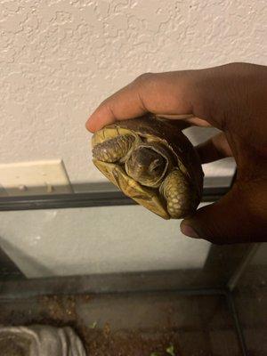 Say hi to Donatello