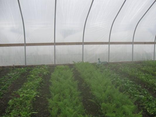 High tunnel where off-season greens grow.