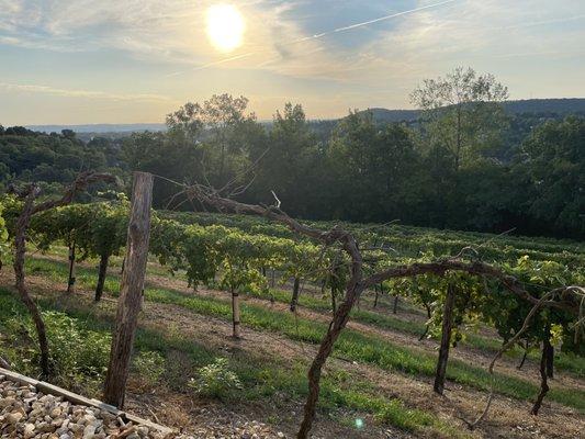 Sunrise over the vineyard