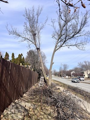 Taking down tree