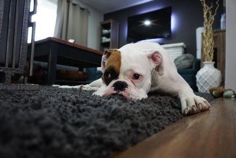 Our rug cleaning process is pet friendly removes pet stains and odors.