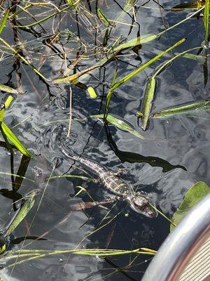 Baby gator