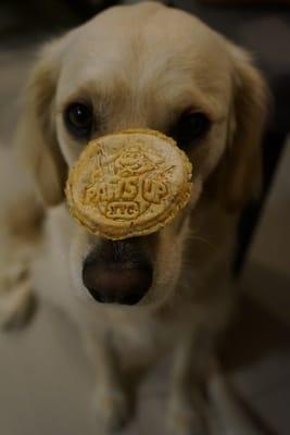 Toby sporting a Paws Up NYC biscuit on his nose