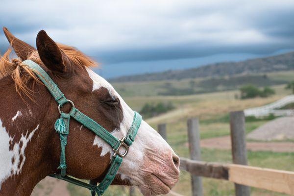 Horseback Riding, Horse Camp, trail riding, pony rides