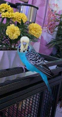 My bird