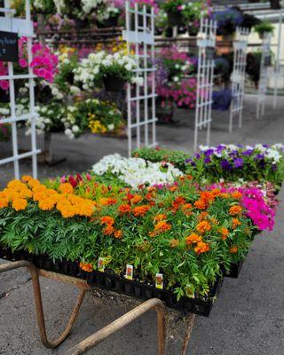 A cart of annuals freshly arrived to the greenhouse, ready to be organized onto displays