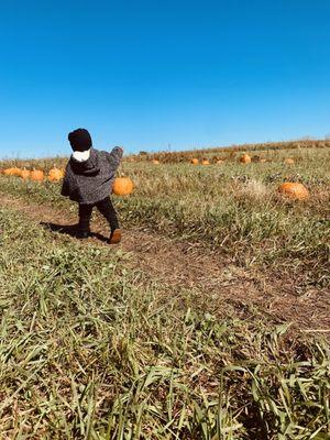 So many pumpkins to choose from.