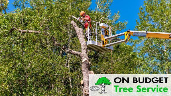 On Budget Tree Service offers the latest equipment and Trained Arborists for Ocala.