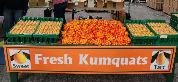 Kumquats at the Kumquat Festival