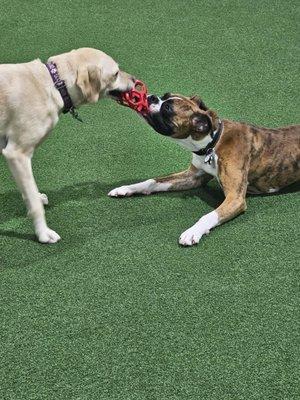 A little game of tug!