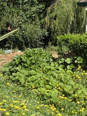 The pumpkin patch in our Condo common area. Would not recommend this property management service.