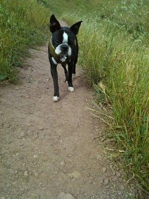 Coco on the trail