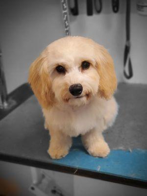 Willow puppy's first groom