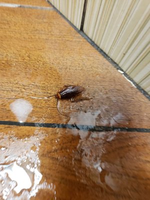 A cockroach found at the subway at 200 North Main St. I Roswell NM.  Dirty and poor service