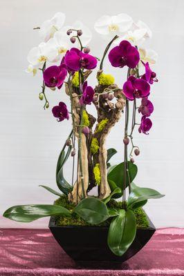 multi-orchid arrangement