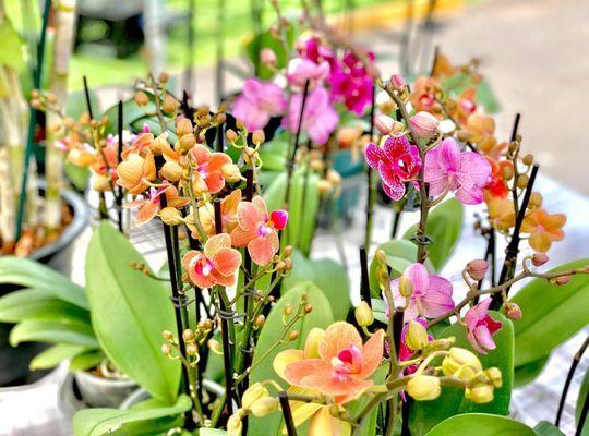 Kogachi Orchids