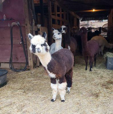 The Ladies coming out for a snack