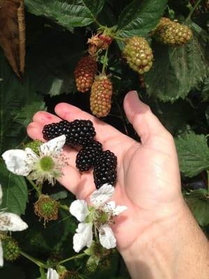 Blackberries are ripe and there are promises of a bountiful crop!