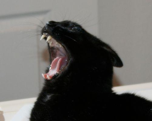 Rip Potter!!!  He was having a very big yawn after a much needed nap!!