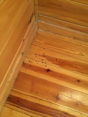 Bugs in the floors