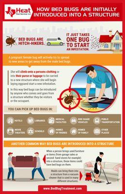 How do you get bed bugs infographic