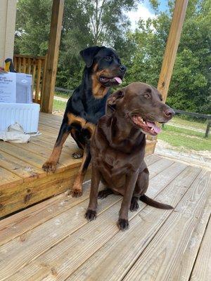 Roxy is the rottweiler and Maya is the chocolate lab.