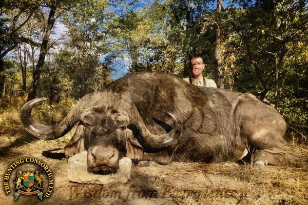 47 Inch Cape Buffalo hunt in Zambia.