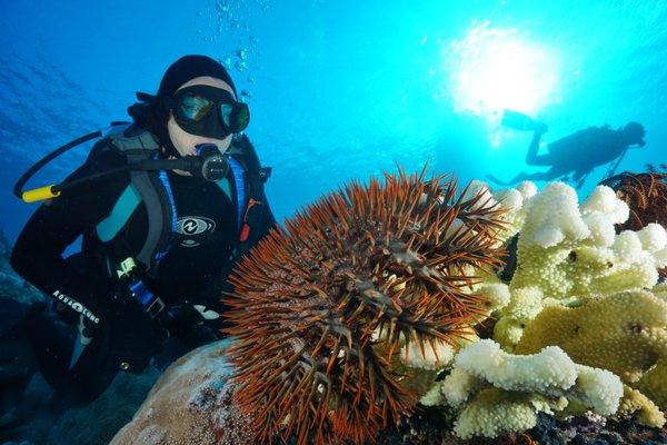 Leslie viewing a crown of thorn starfish. This is a no touch animal!