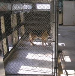 5 x 6 foot indoor kennels. Connect to individual outdoor kennels via large doggy doors. Larger multi-dog kennels available.