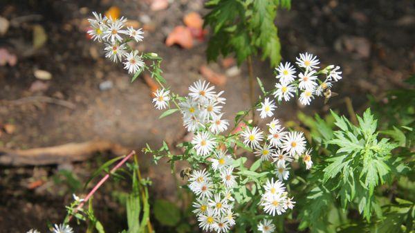 Daisies