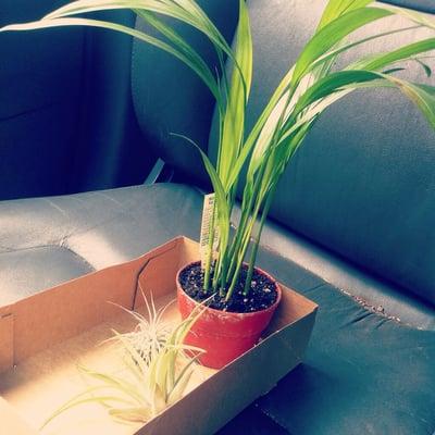 Palm + two air plants for $10. And I love them. Very healthy plants.