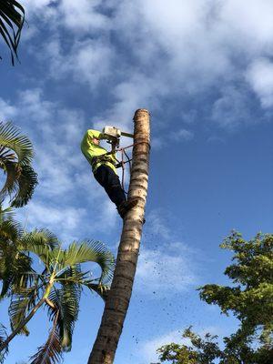 Coconut removals