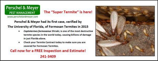 Formosan Termites