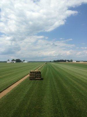 Pallet of sod