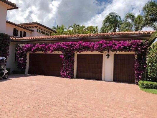 Bougainvillea Fertilization