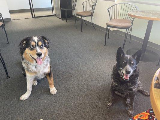 The two greeters, pictured here, are adorable. I gave them each a small bite of my Impossible Whopper. :)