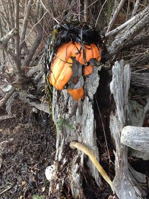 Yo Pumking! Relative of yours?