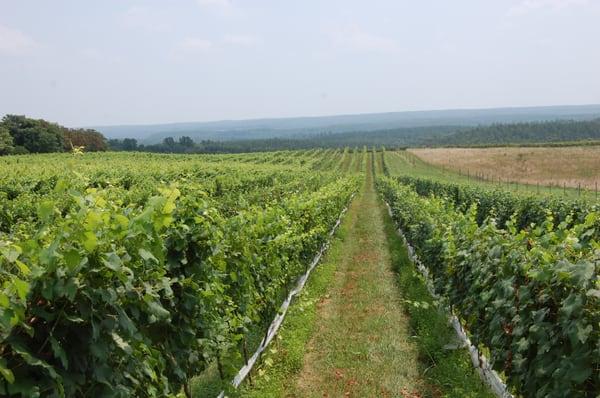 View of vines at Blenheim Vineyards