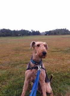 Hugo on his nature walk!