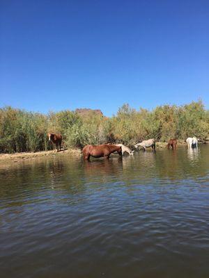 Wild horses on Salt River...seen while kayaking