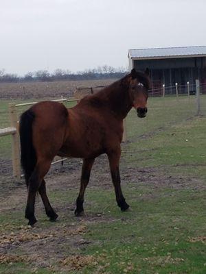 Bravo grazing